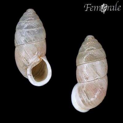 صورة Buliminidae