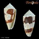 صورة Conus varius Linnaeus 1758