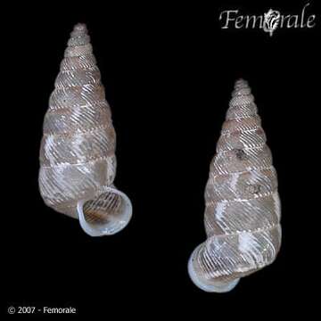 Imagem de Microceramus abbreviatus (Pfeiffer)