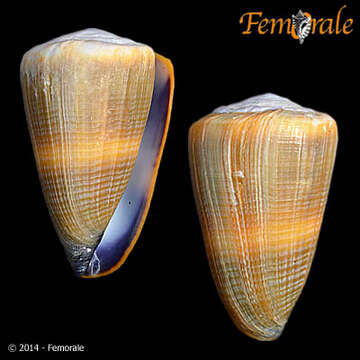 Image of cone snails