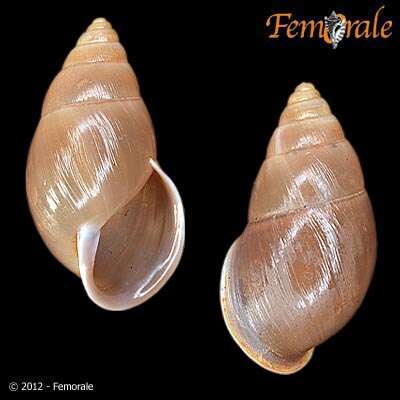 Imagem de Orthalicidae