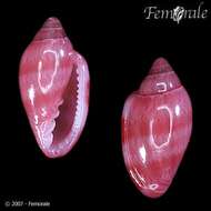 Image of Marginella cloveri purpurea Cossignani 2006