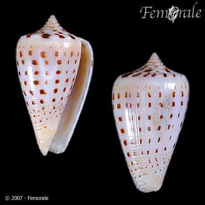 Image of cone snails