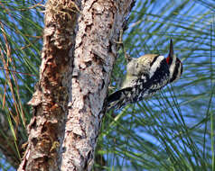 Image of Sapsucker