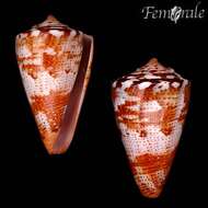 Image of Conus ziczac Megerle von Mühlfeld 1816