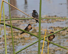 Image of Hirundo Linnaeus 1758