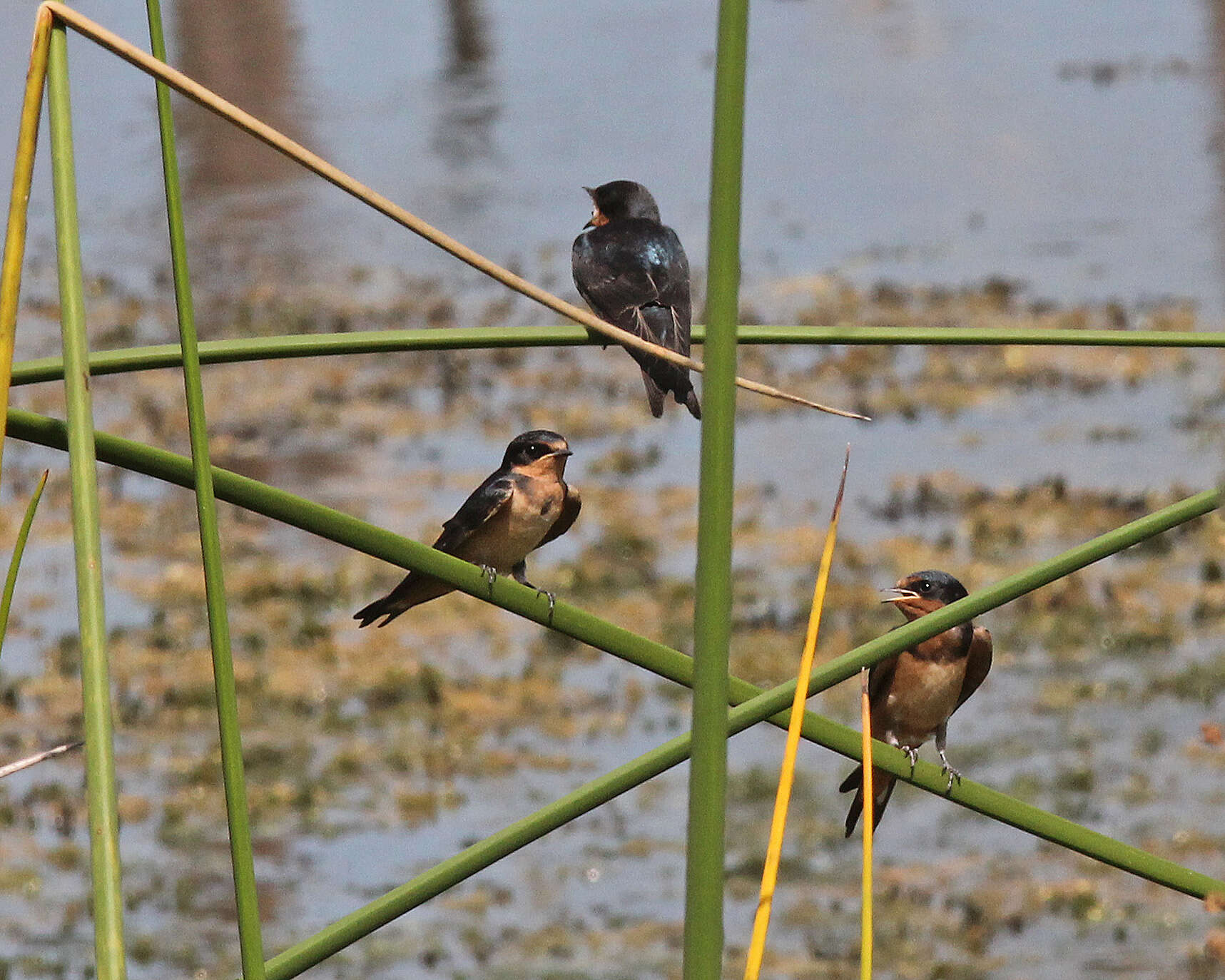 Image of Hirundo Linnaeus 1758