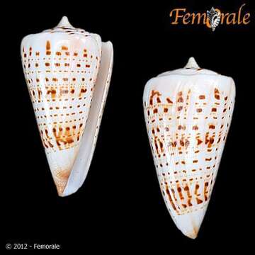 Image of cone snails