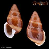 Image of Partulidae