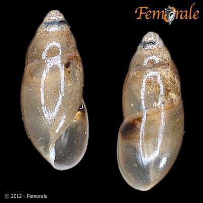 <i>Ferussacia folliculus</i> (Gmelin 1791) resmi