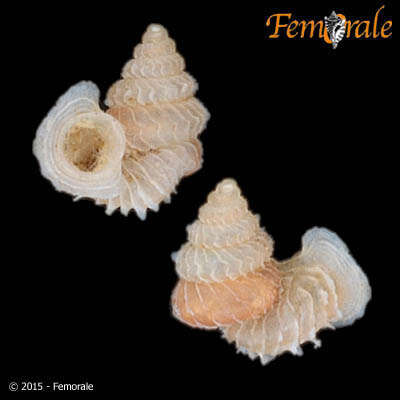Image of Diplommatinidae