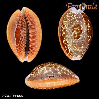 صورة <i>Cypraea helvola</i> L. 1758