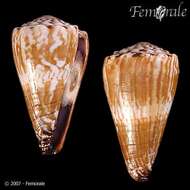 Image of cone snails