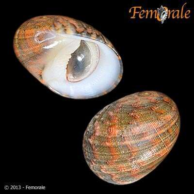 Image of polished nerite