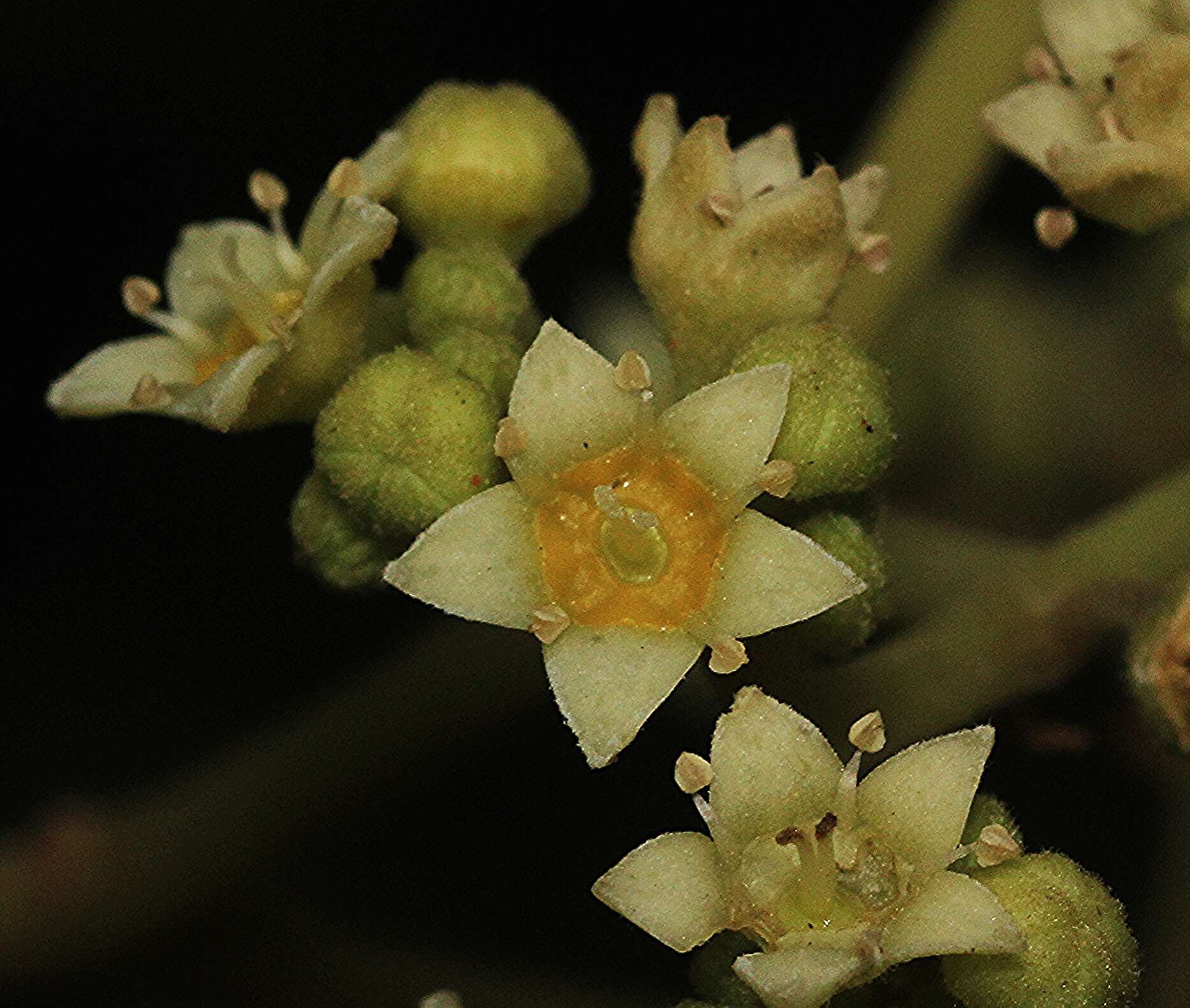 Image of Ziziphus rugosa Lam.