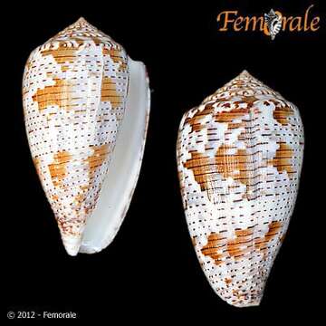 Image of cone snails