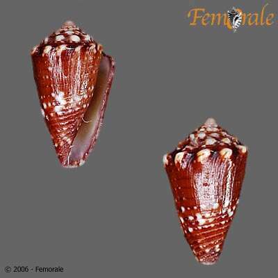 Image of Conasprella Thiele 1929