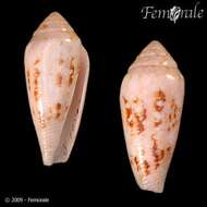 صورة Conus legatus Lamarck 1810