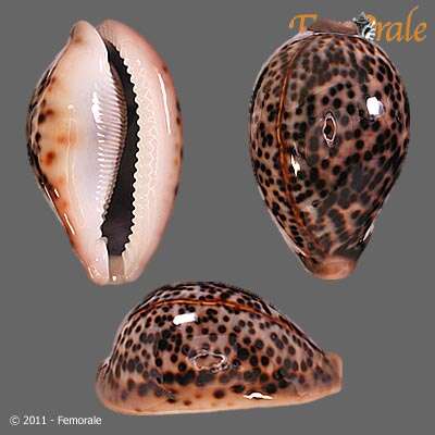 Image of cowrie