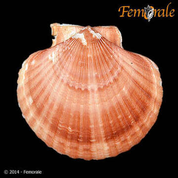 Imagem de Aequipecten P. Fischer 1886