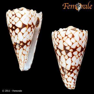 Image of cone snails