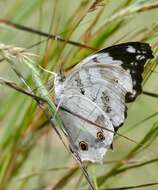 Plancia ëd Protogoniomorpha nebulosa