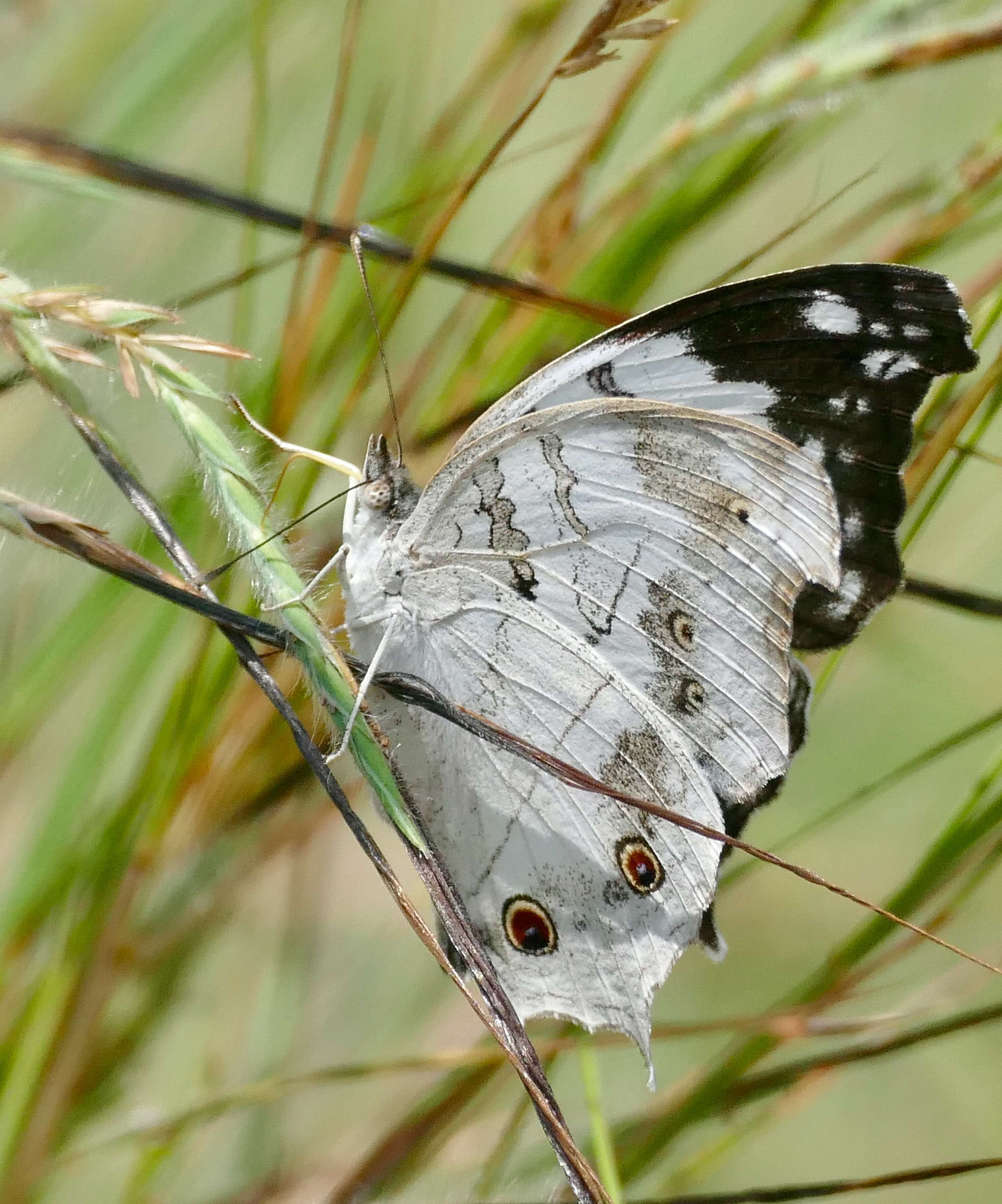 Plancia ëd Protogoniomorpha nebulosa