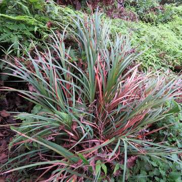 Sivun Machaerina mariscoides (Gaudich.) J. Kern kuva