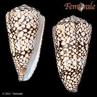 Image of cone snails