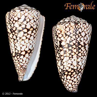 Image of cone snails