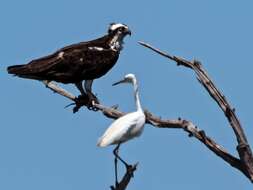 Image of ospreys