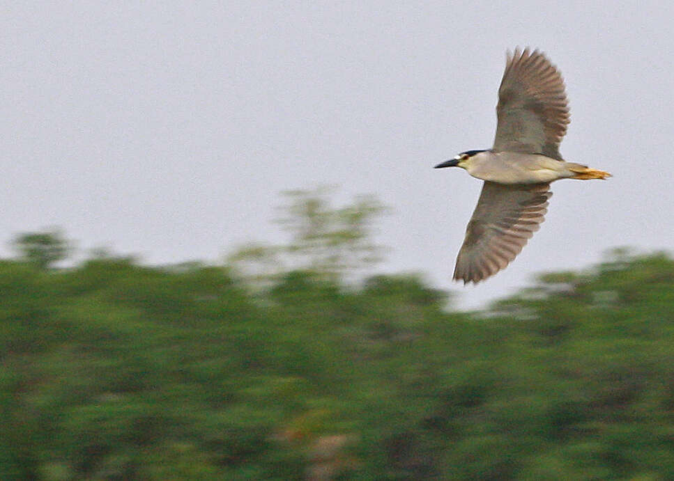 Image of Night Herons