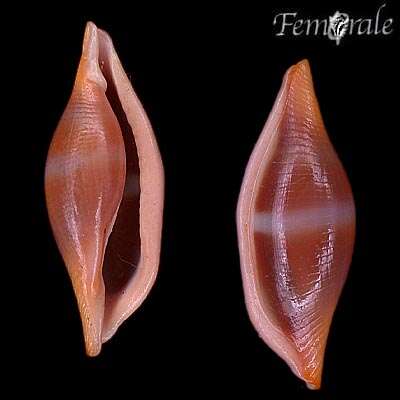Image of Spindle Cowries