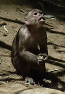 Image of White-fronted Capuchin