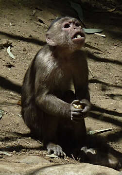 Image of White-fronted Capuchin