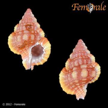 Image of Gyrineum Link 1807