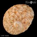 Image of circular ear shell