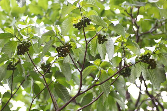 Image of Tabernaemontana alternifolia L.