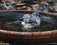 Image of American Titmice