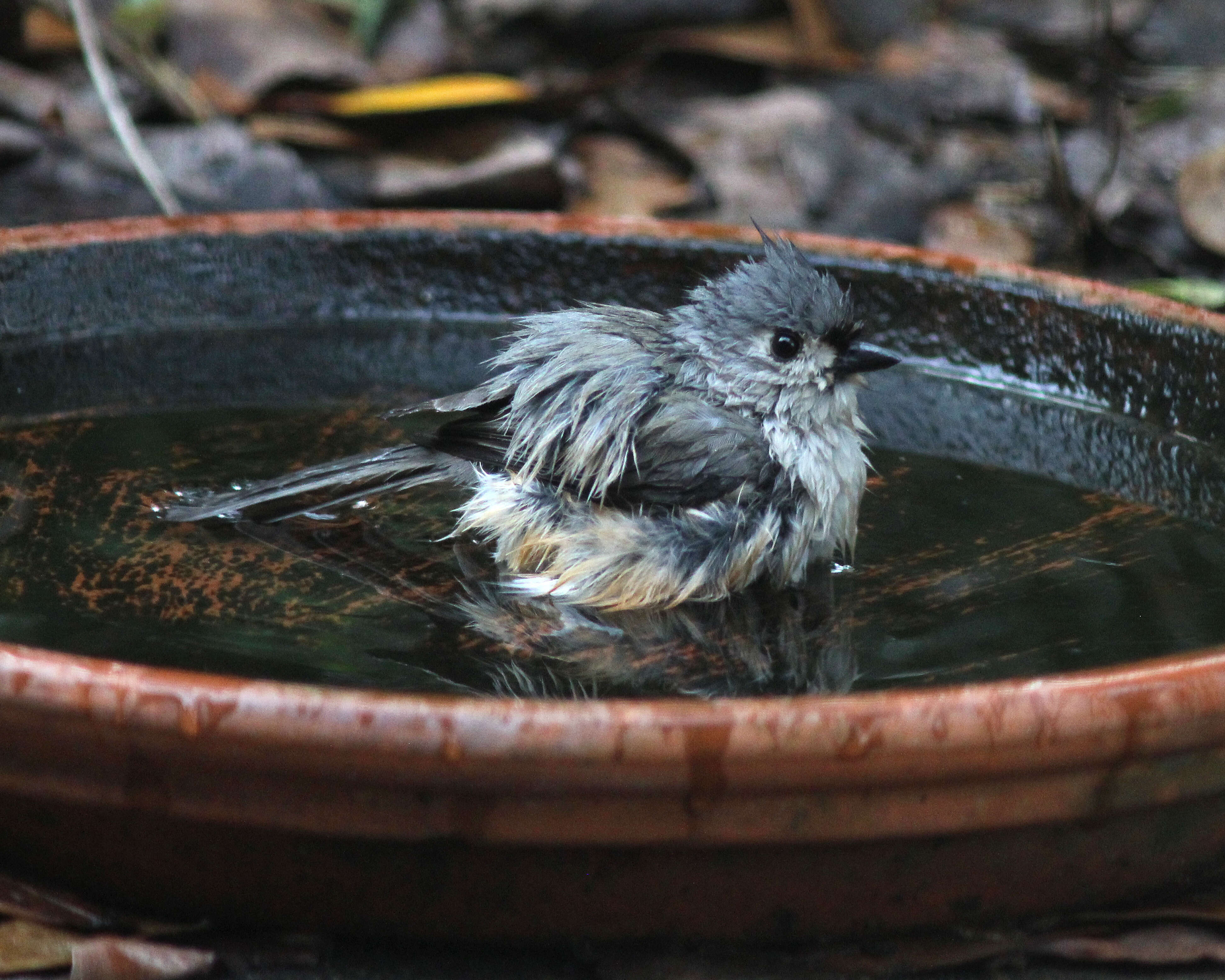 Image of American Titmice