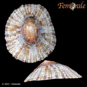 Image of Nacellidae Thiele 1891