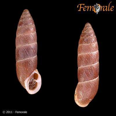 صورة Buliminidae