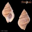 Image of chestnut frogsnail
