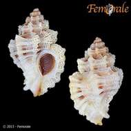 Image of Murex Snails