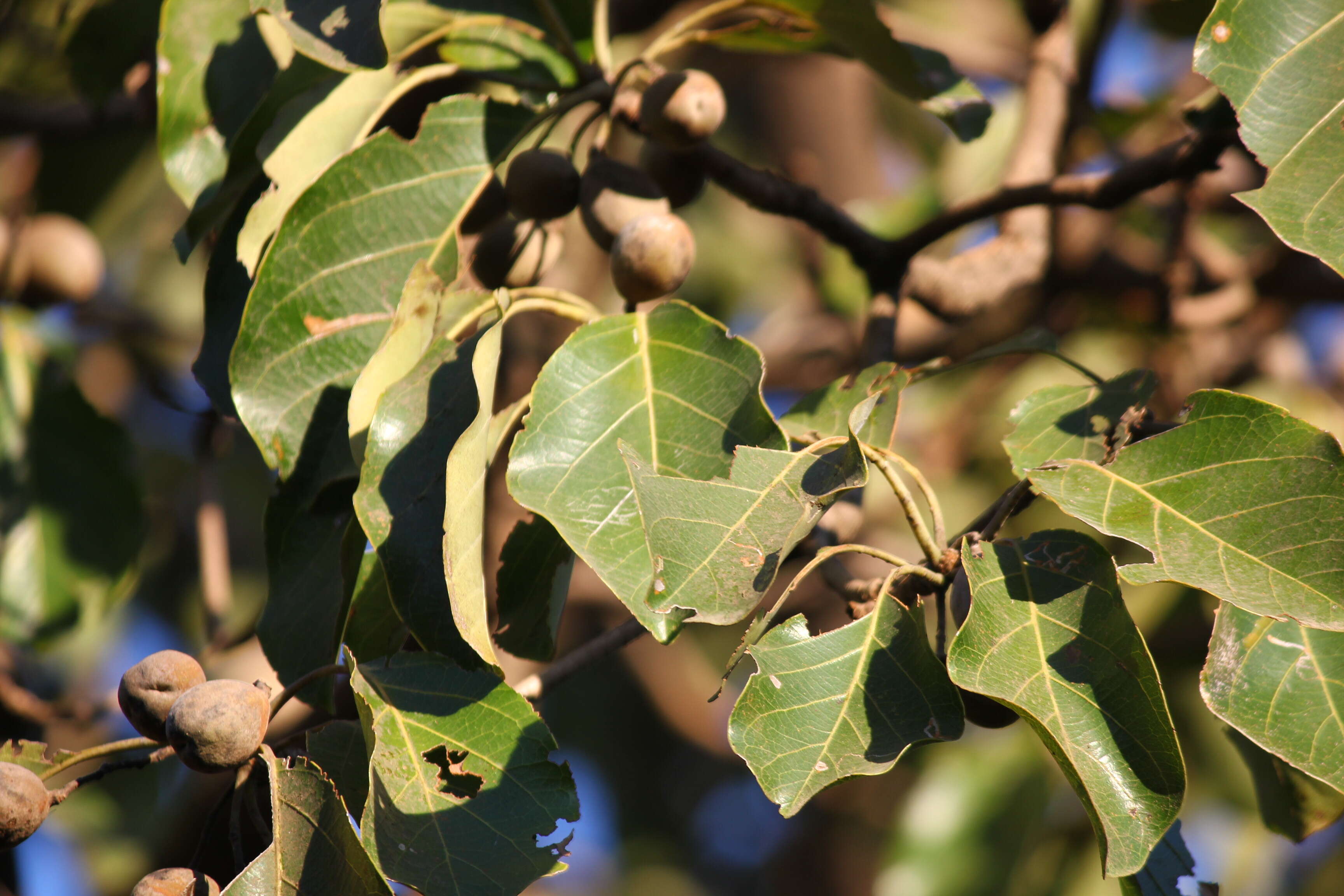 Image de Terminalia bellirica (Gaertn.) Roxb.