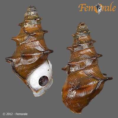 Plancia ëd unclassified Gastropoda