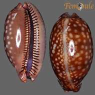 صورة <i>Cypraea zebra</i> L. 1758