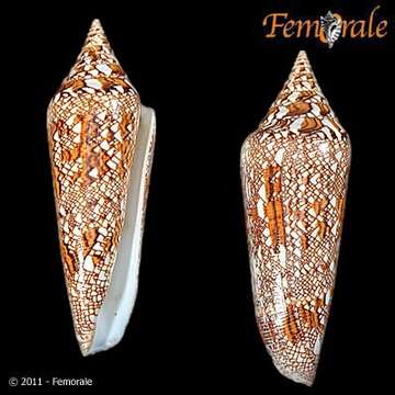 Image of cone snails