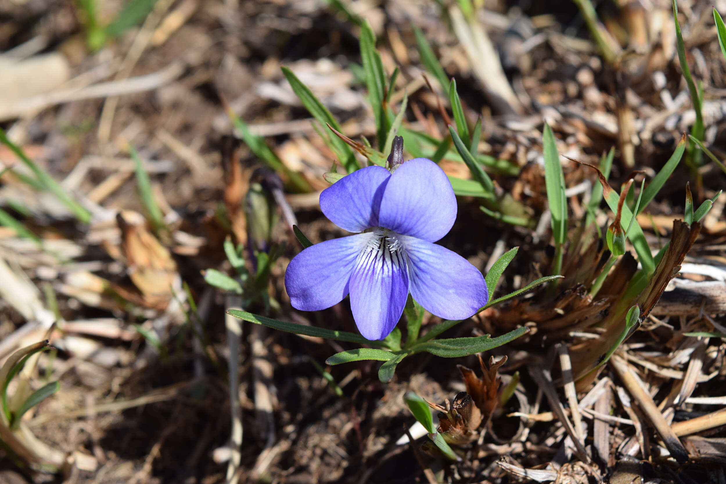 Image of prairie violet