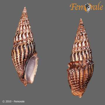 Pseudomelatomidae J. P. E. Morrison 1966的圖片